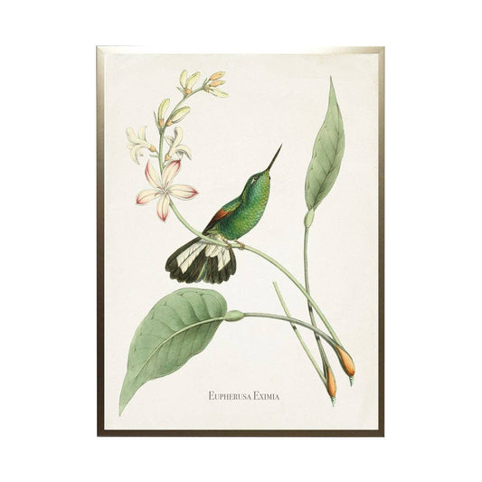 Green Hummingbird Art